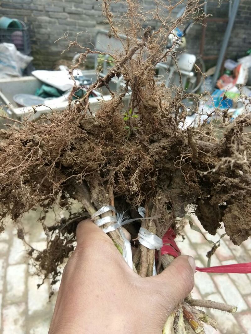 双季树莓苗10cm以下