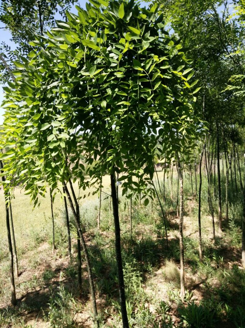 国槐4~6cm4~6cm1~2米