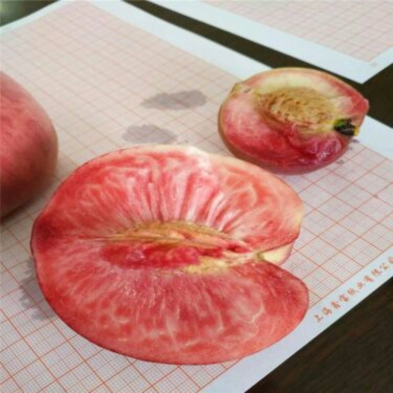 桃树苗80cm以上