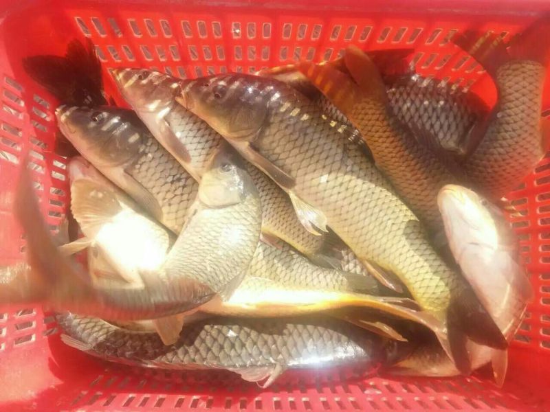 鲤鱼食用1~2公斤