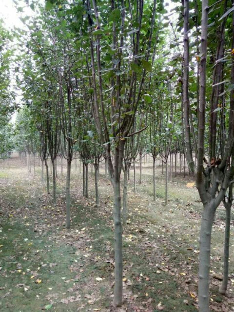 直销红叶李，大叶女贞，国槐，法桐，海棠，各种果树
