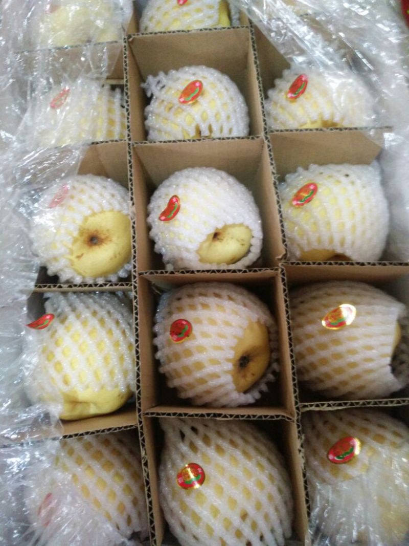 【优质】陕西蒲城酥梨，基地直发，纸袋150~200g