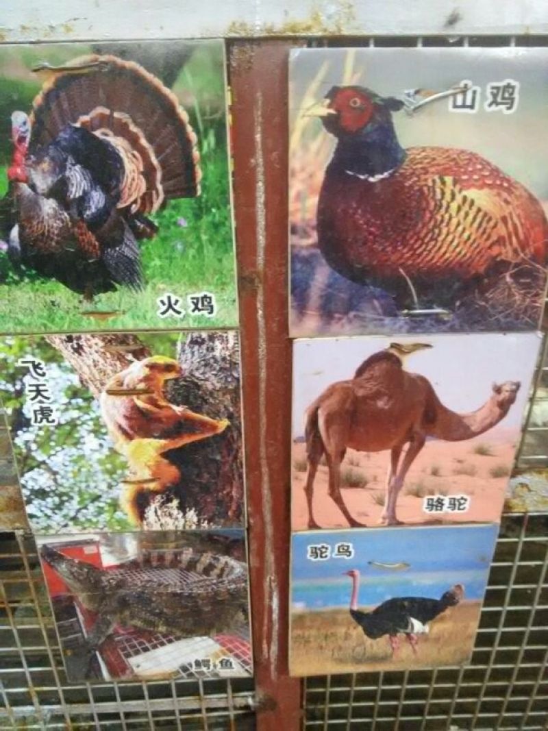 生态甲鱼2.5~3斤