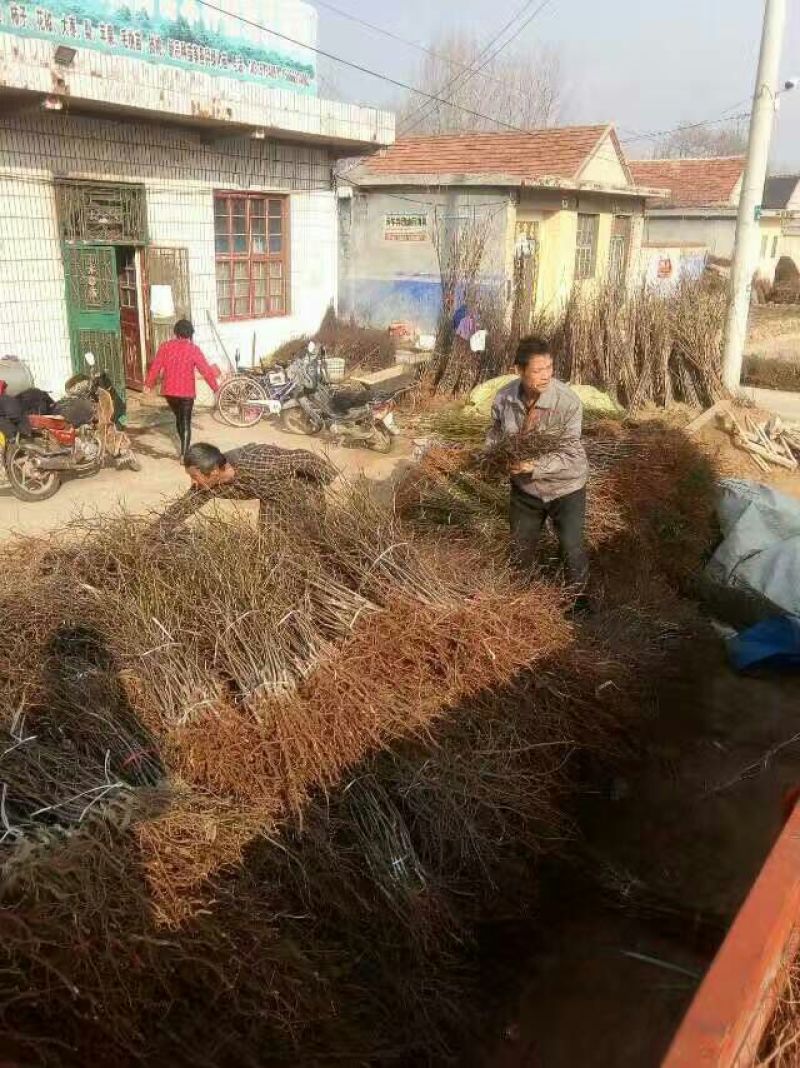 蟠枣树苗：龙须枣苗，冰糖枣苗，酸枣苗，2，3公分冬枣树苗