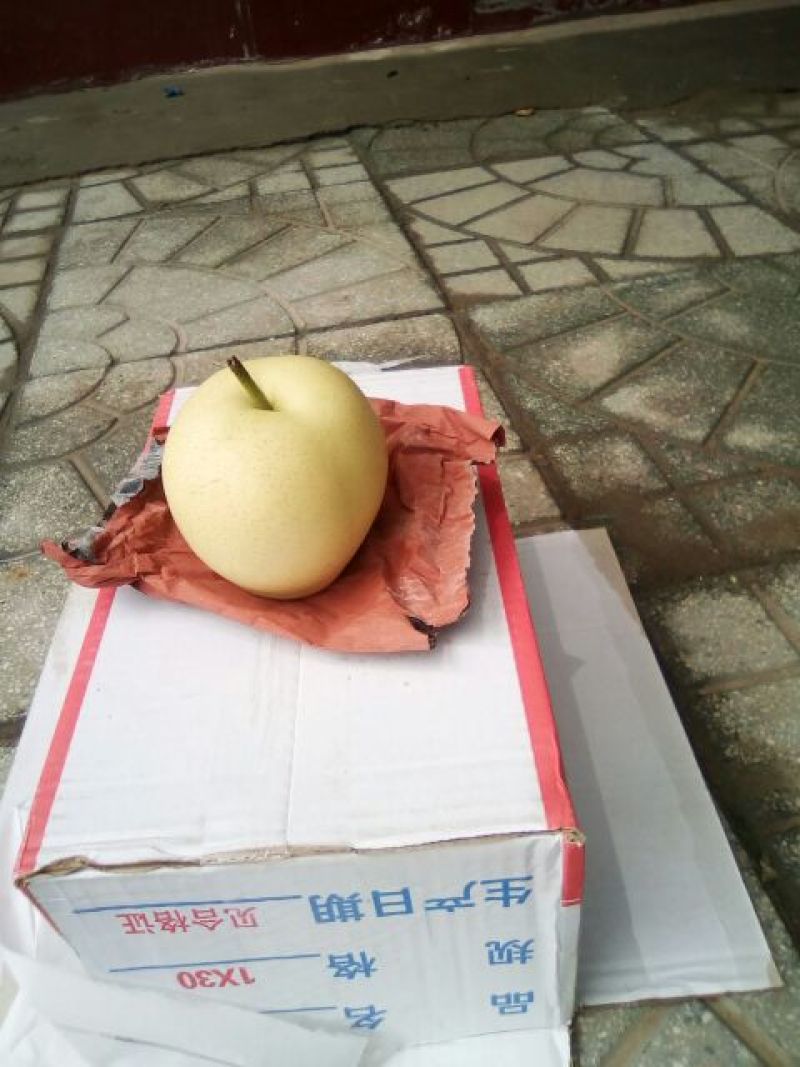 皇冠梨250~300g纸袋