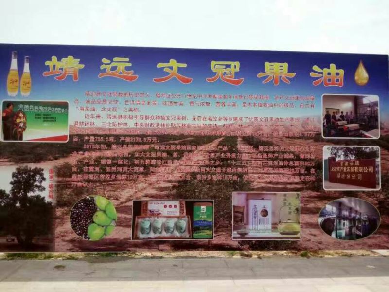 文冠果苗