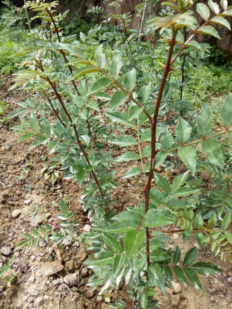 花椒苗1~2年