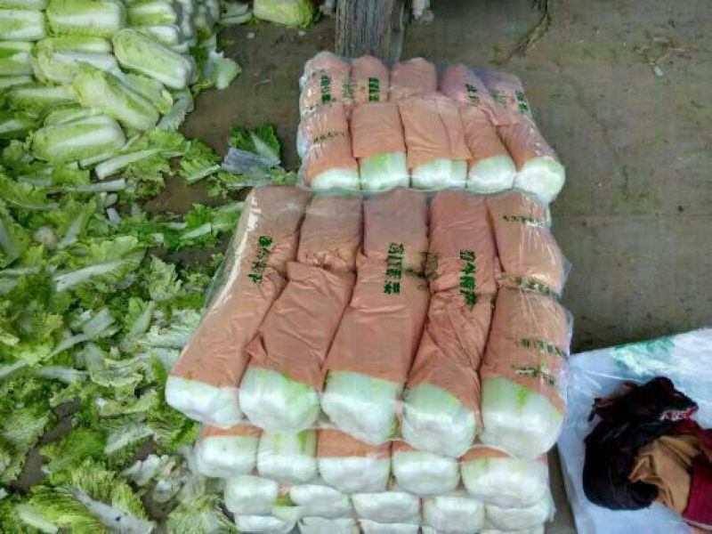 山东肥城精品大白菜北京新三号白菜产地直发一手货源