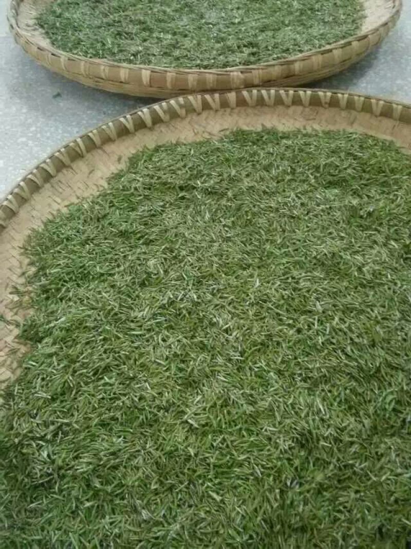 本山茶特级