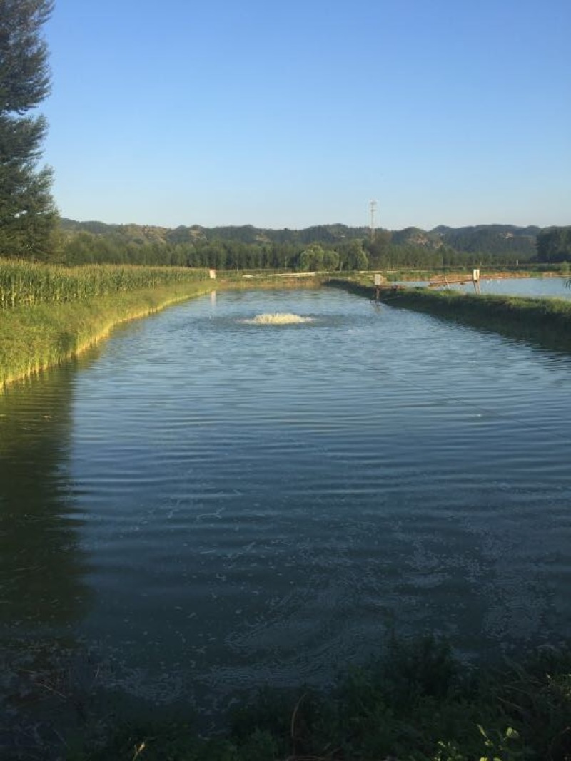池鲤鱼
