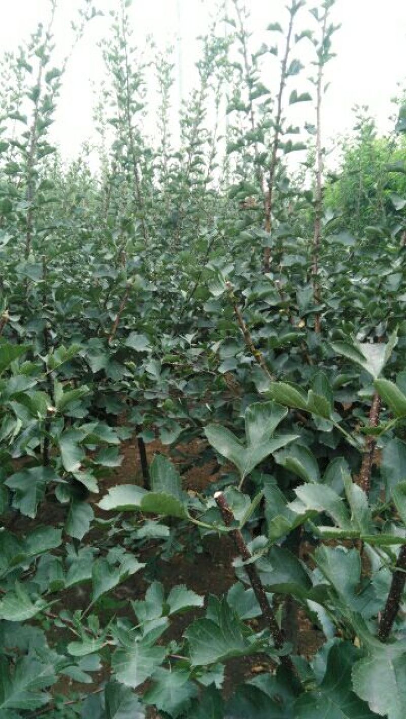 山楂苗70~80cm一年苗二年苗三年苗保品种量大从优