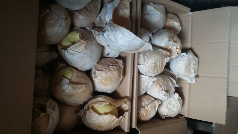 酥梨250~300g纸袋