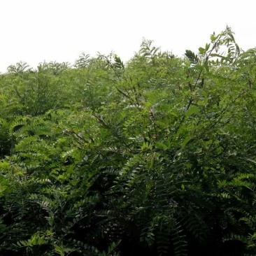 紫穗槐6~8cm1.5~2米