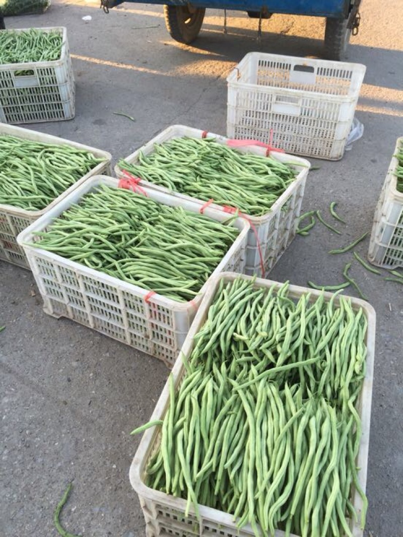 蛇豆大量上市欢迎新老客户选购