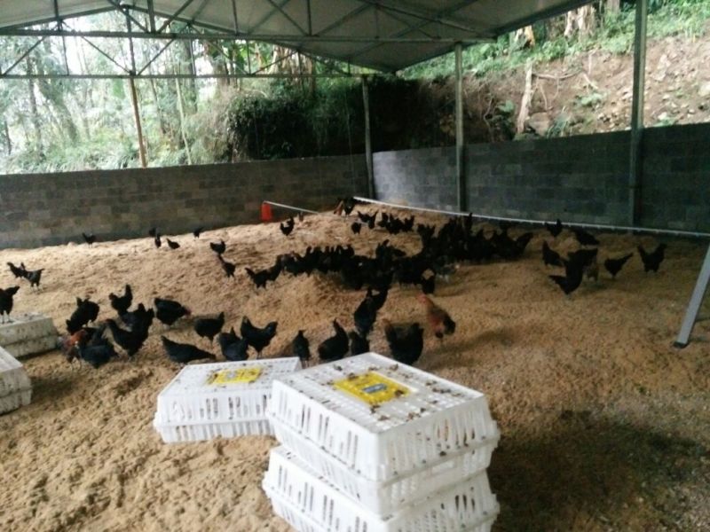 绿壳蛋鸡苗1斤以上