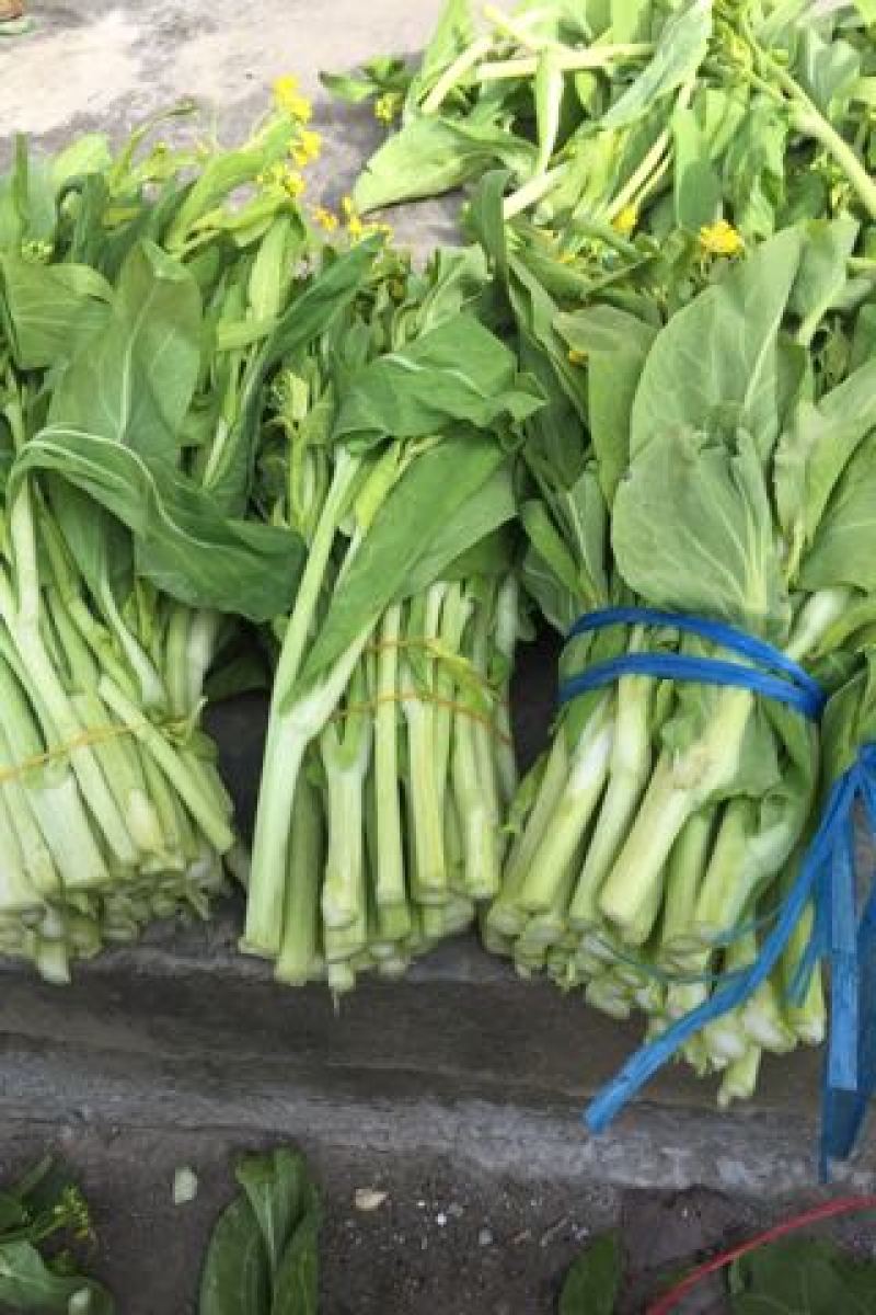 菜苔