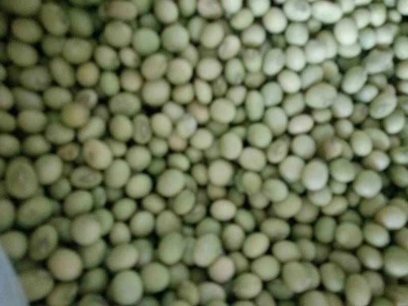新鲜青豆颗粒饱满产地直供量大价优质量保证