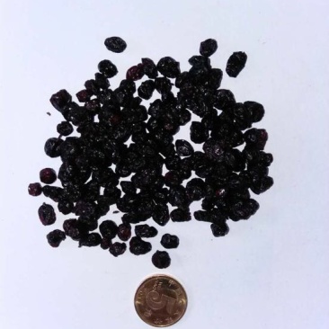 野生蓝莓