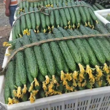 春秋黄瓜干花带刺25公分以上