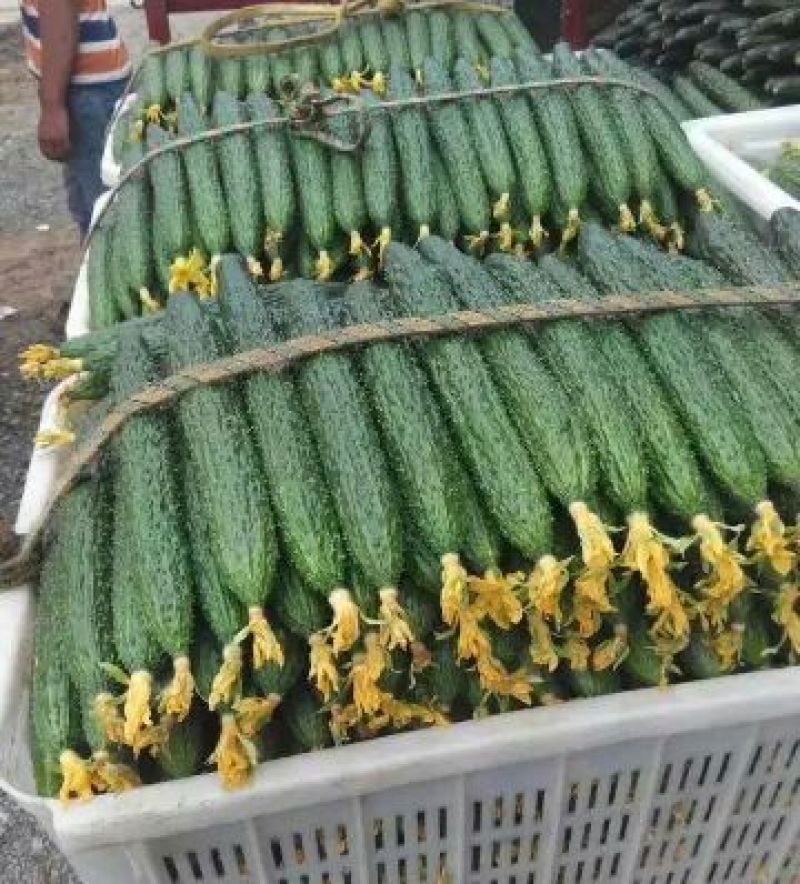 春秋黄瓜干花带刺25公分以上