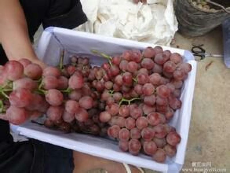 红提红提葡萄，红提葡萄产地价格，红提葡萄供应商