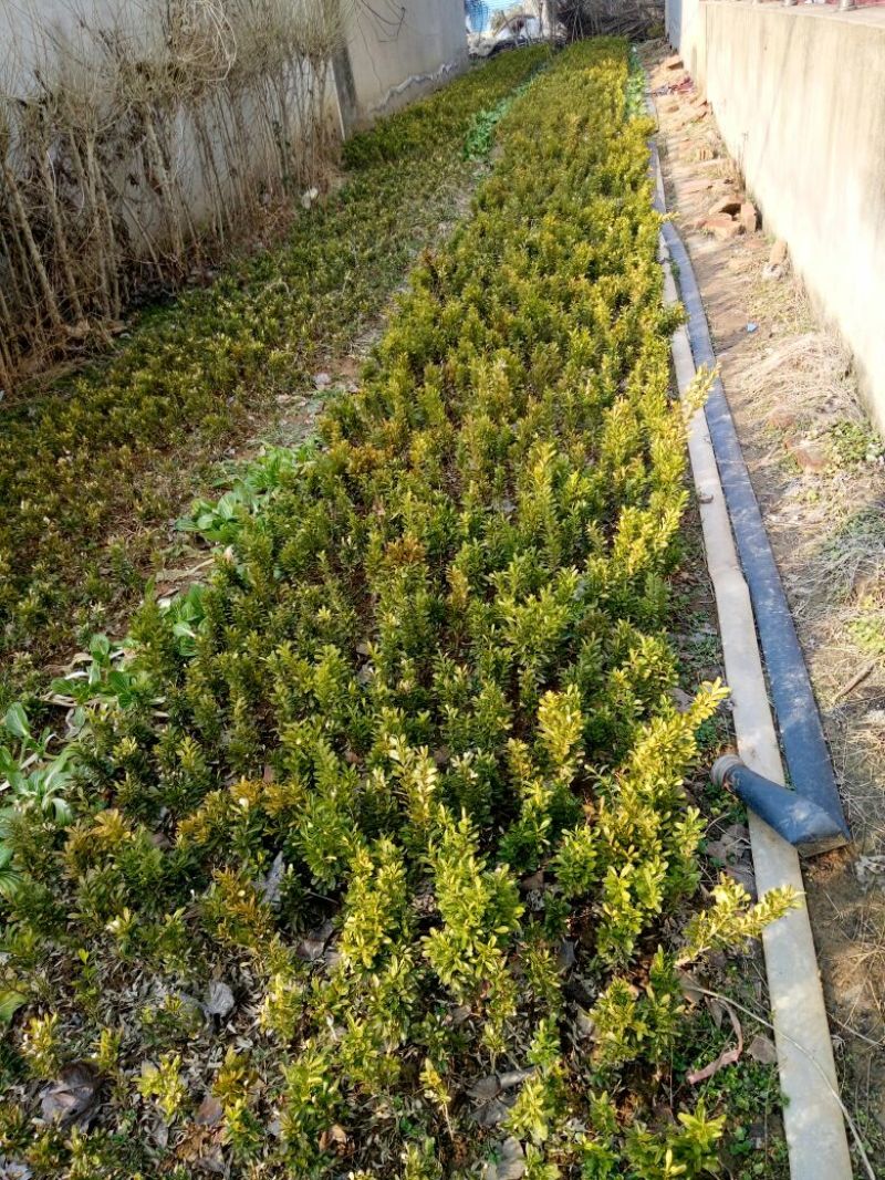 雀舌黄杨苗20~30cm