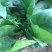 绿神菠菜