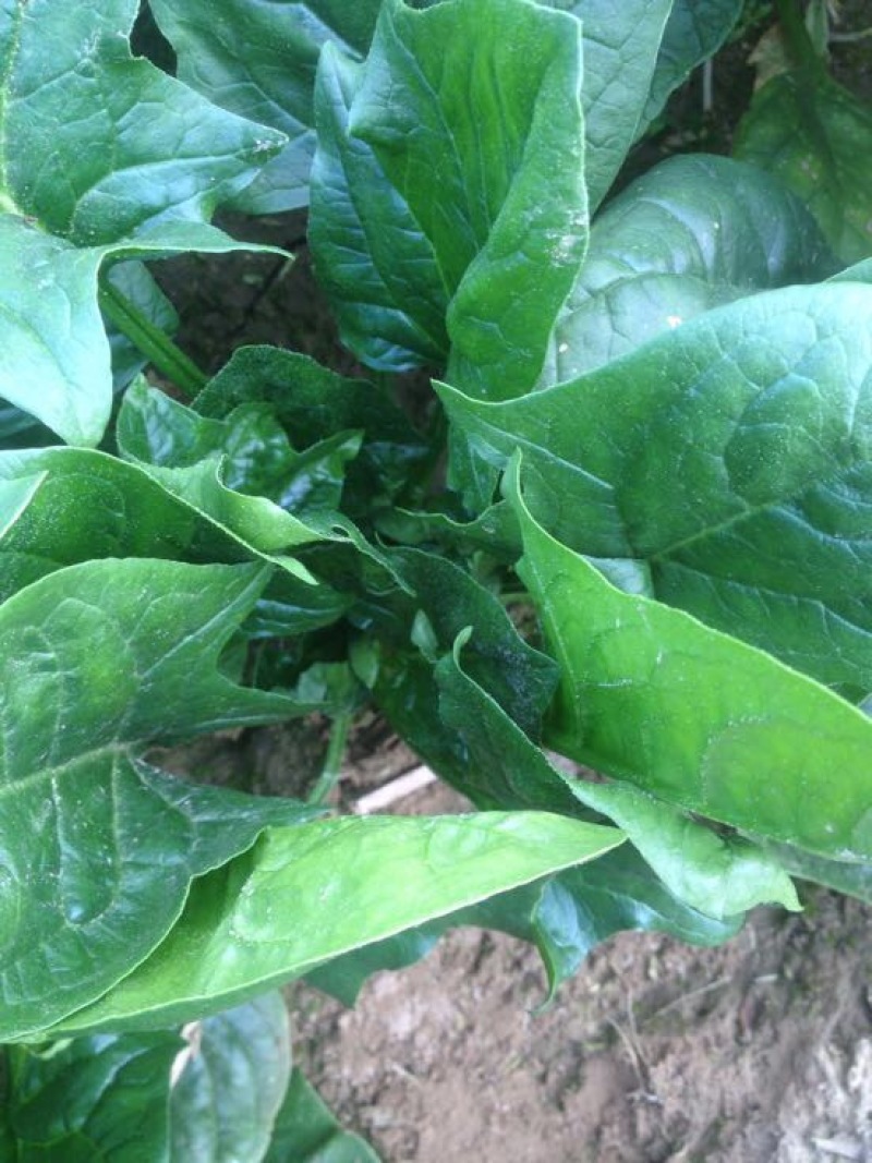 绿神菠菜