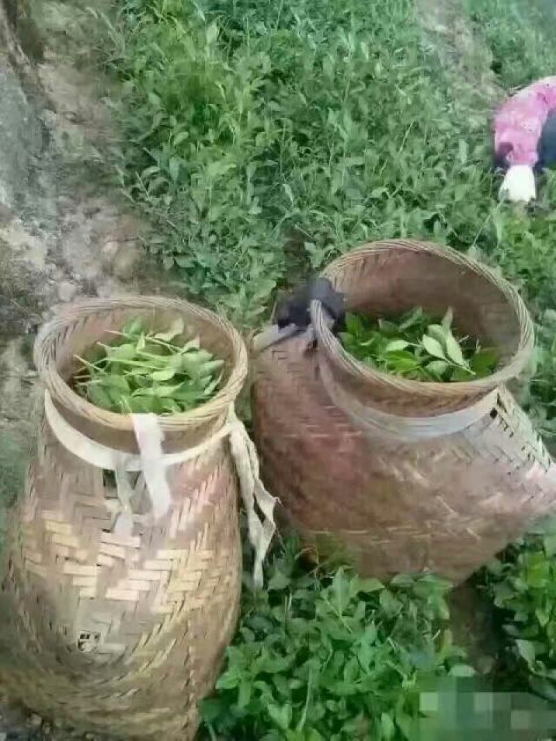 观音茶特级