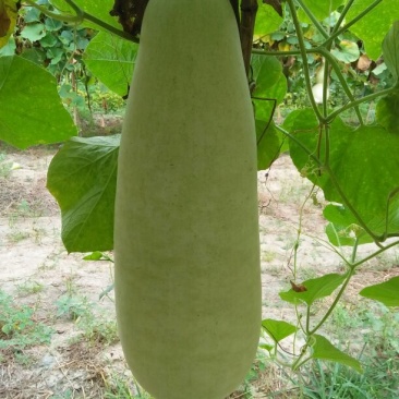油锤葫芦35~45cm