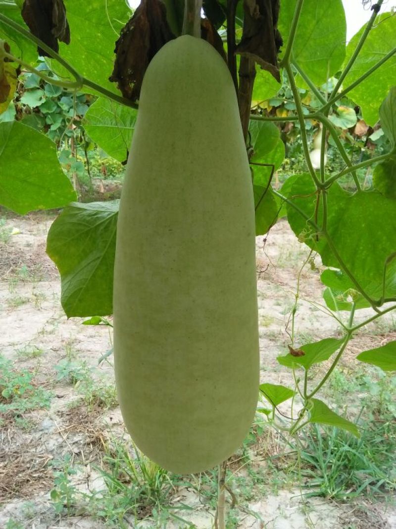 油锤葫芦35~45cm
