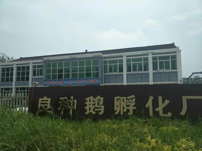 三花鹅苗250g以下