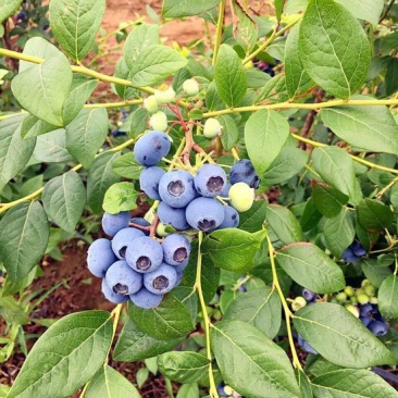 南高丛蓝莓鲜果8~10mm以上