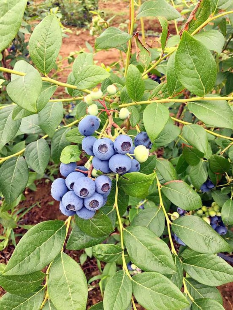 南高丛蓝莓鲜果8~10mm以上