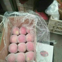 嘎啦苹果纸袋，货源充足，代办一切手续，欢迎考察选购