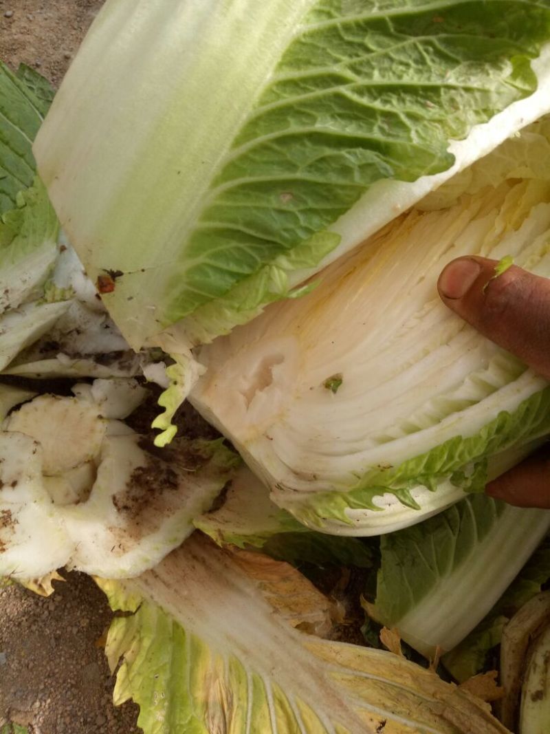 临沂黄心大白菜产区直发现挖现发各种规格黄心白菜