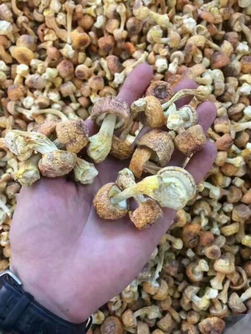 姬松茸特级具有香味煲汤味道鲜美苦杏香味
