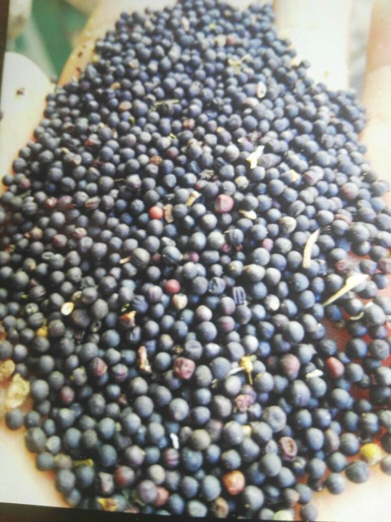 油菜籽1