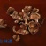 元蘑特级3cm