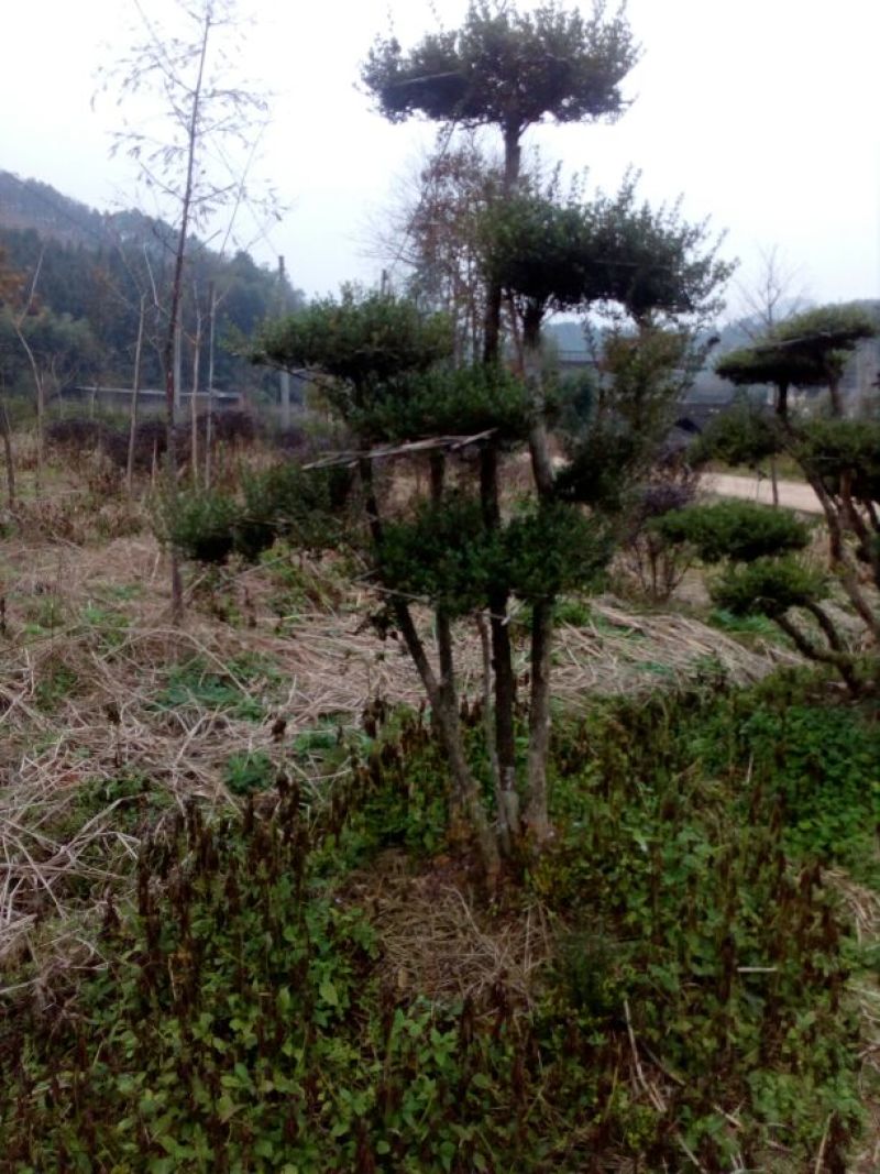 造型树