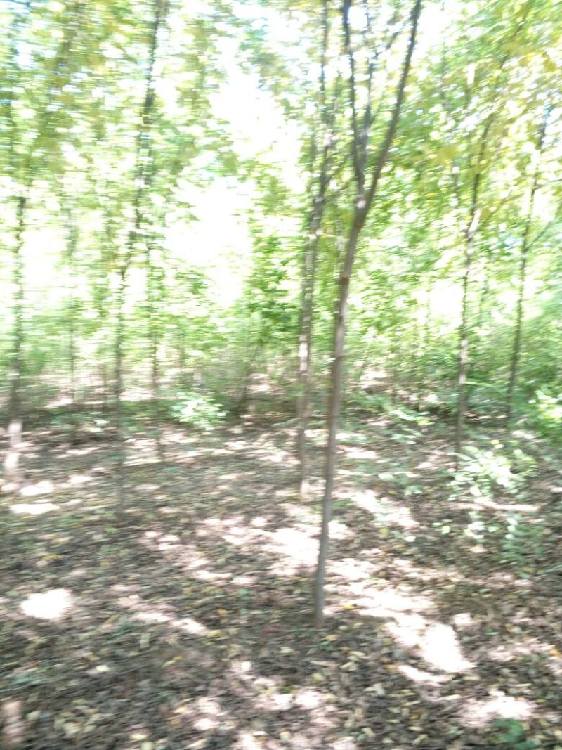 法桐1~2米6~8cm6~8cm2.5~3米