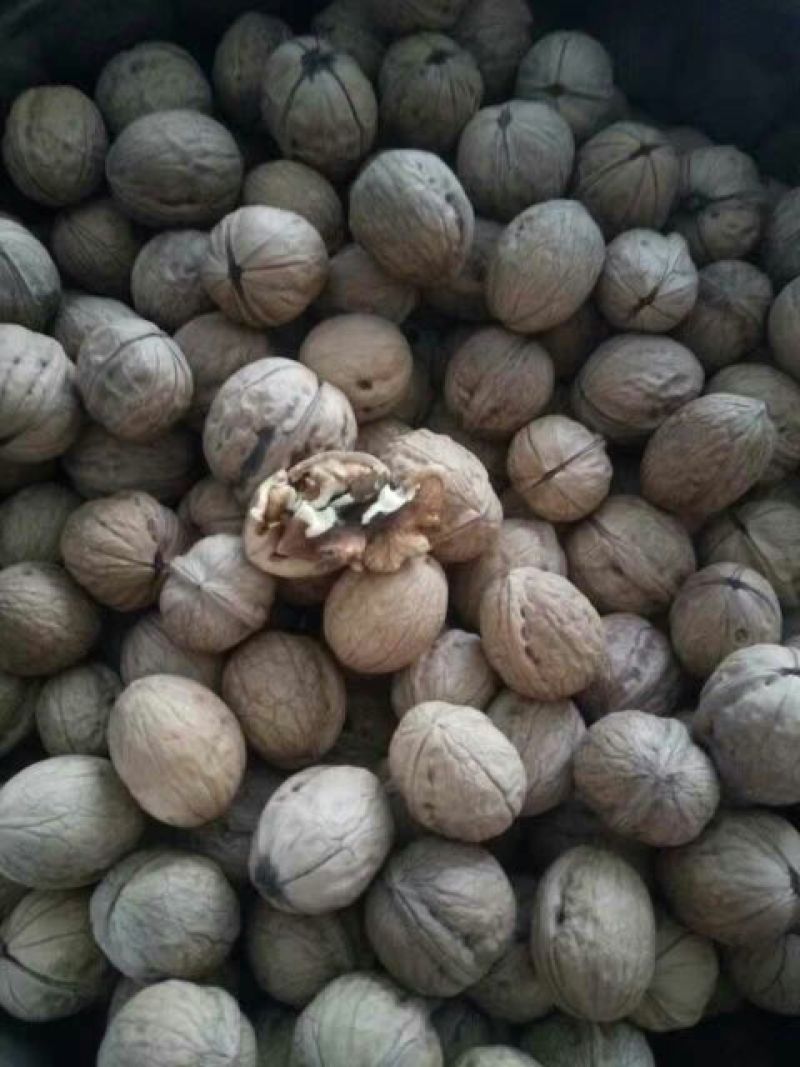 薄皮核桃去皮干