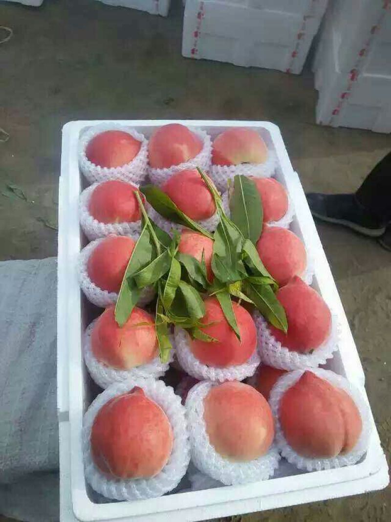 毛桃