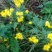 野菊花