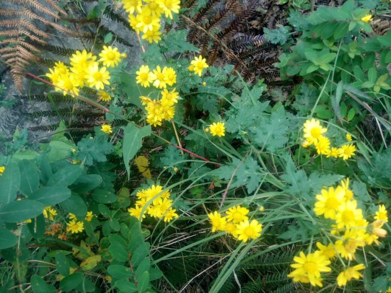 野菊花