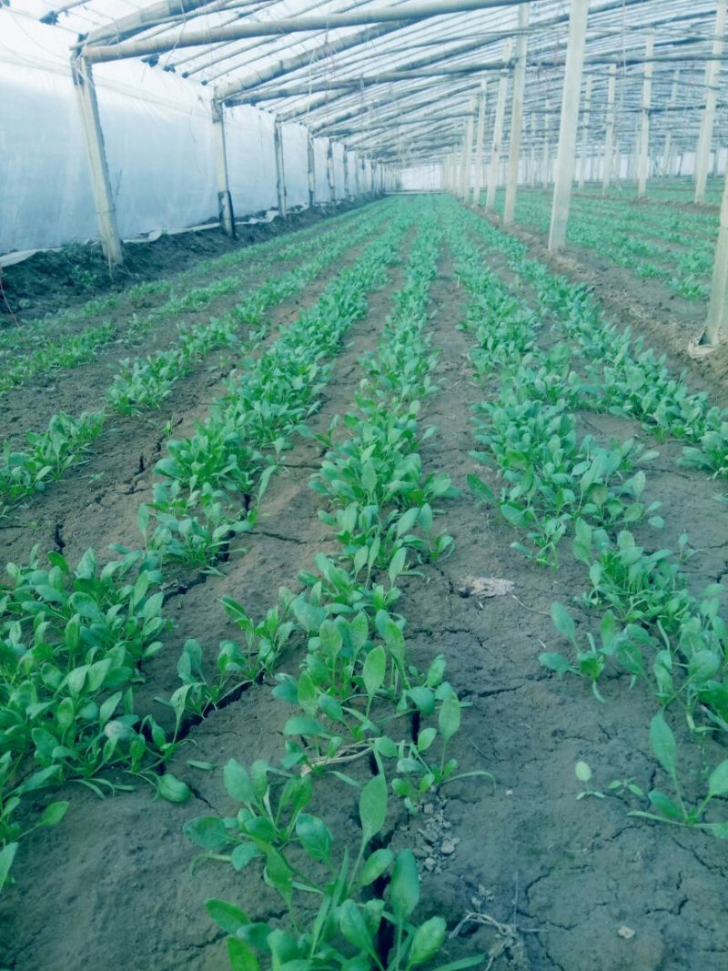 大叶菠菜20~25厘米