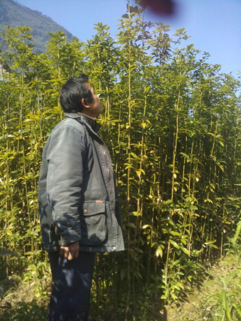 楠木楠木苗