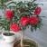 茶花30~50cm