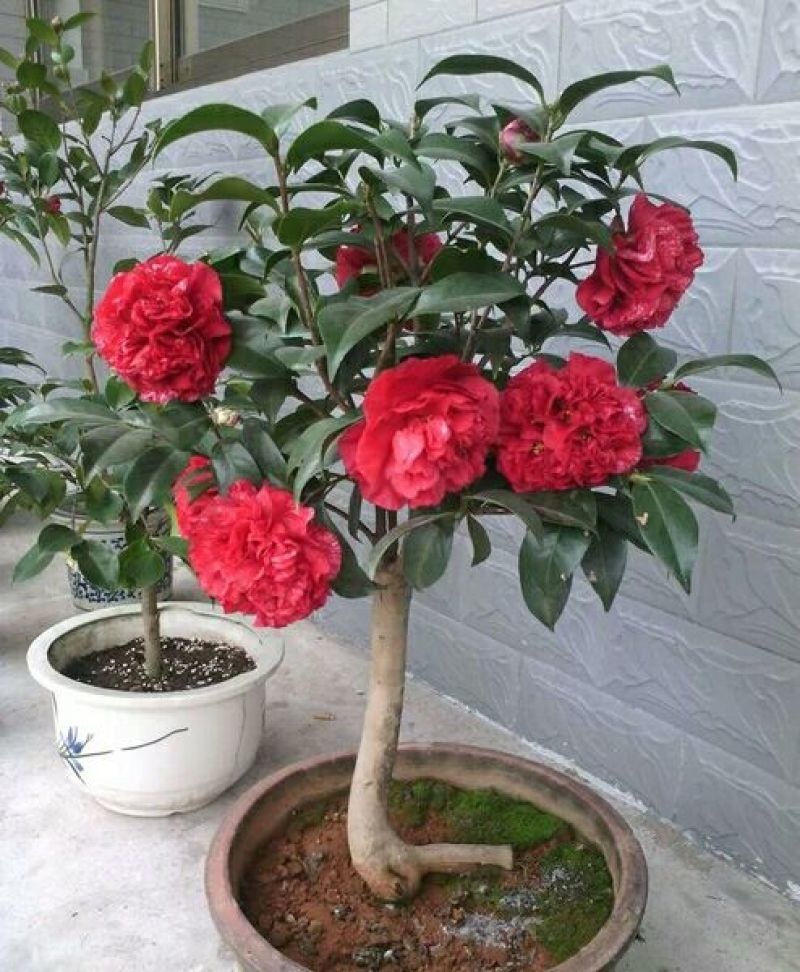 茶花30~50cm