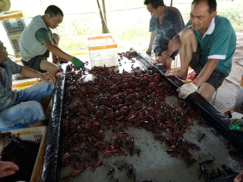罗氏沼虾食用10~12钱活虾